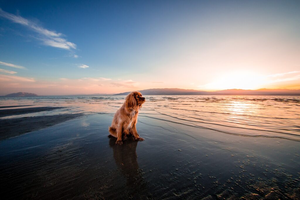 dog, beach, dawn-1854123.jpg